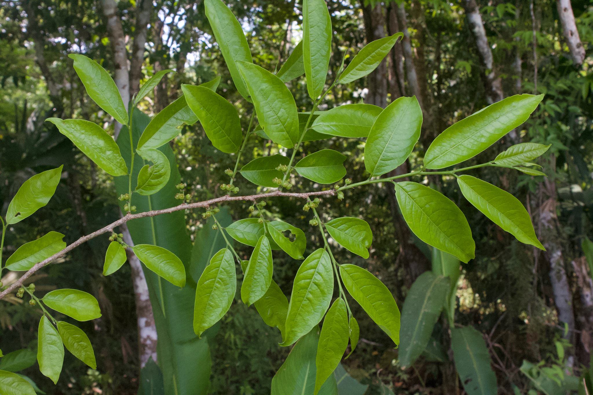 Margaritaria nobilis